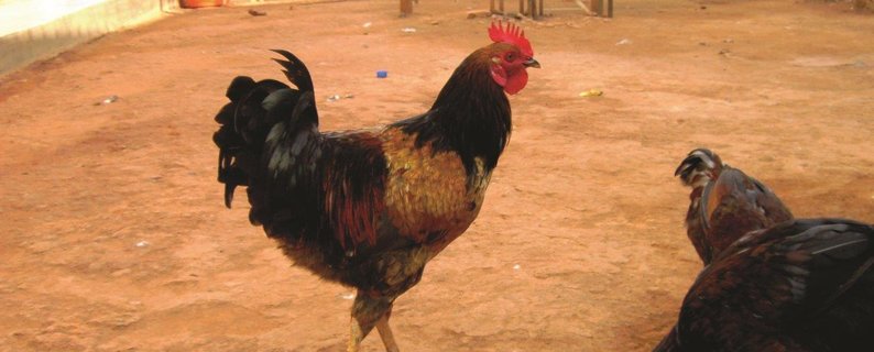 A Hen